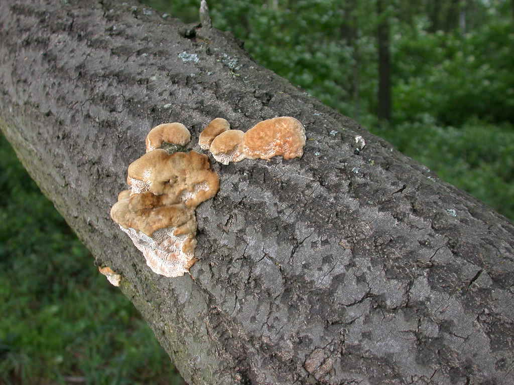 Un bellissimo peloseto ... QUIZ